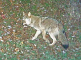 Coyote101709_2143hrs